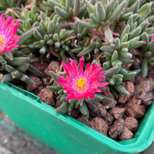 Delosperma deschampsii