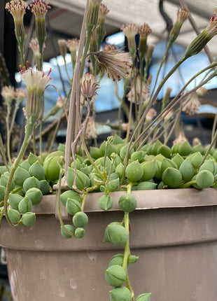 Curio rowleyanus “Rosario” (Ex. Senecio rowleyanus)
