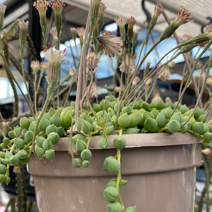 Curio rowleyanus “Rosario” (Ex. Senecio rowleyanus)