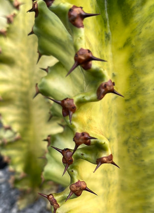 Euphorbia ingens variegata