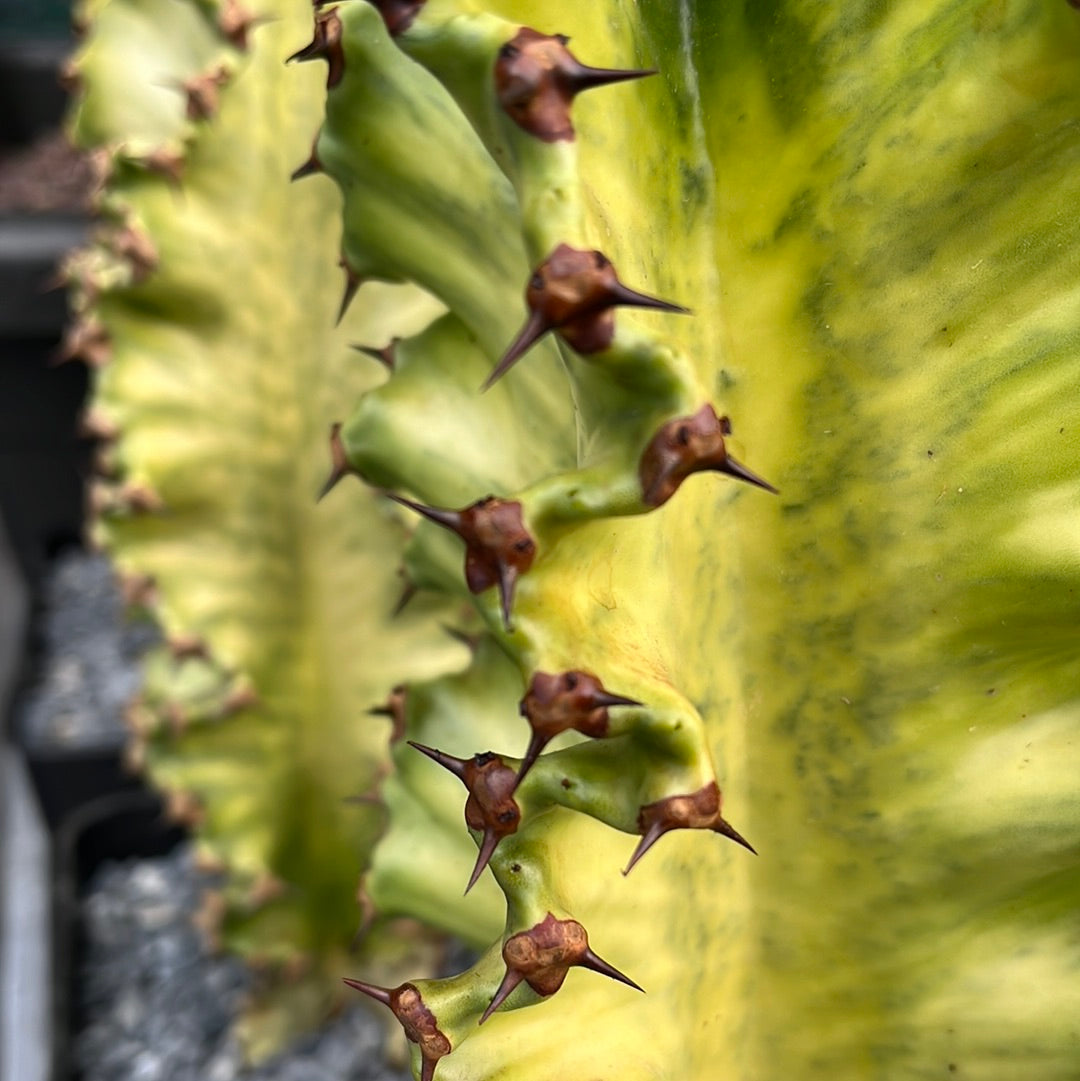 Euphorbia ingens variegata