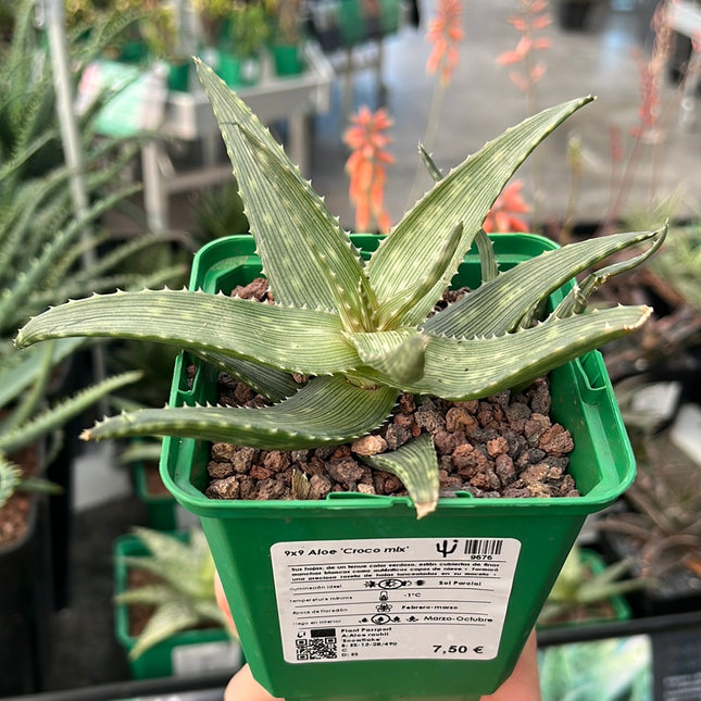 Aloe 'Croco mix'