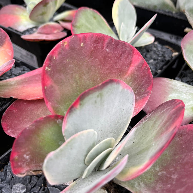 Kalanchoe luciae