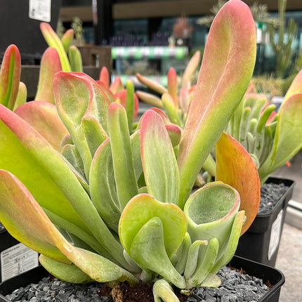 Kalanchoe oricula