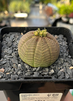 Euphorbia fettleibig ♀ &amp; ♂