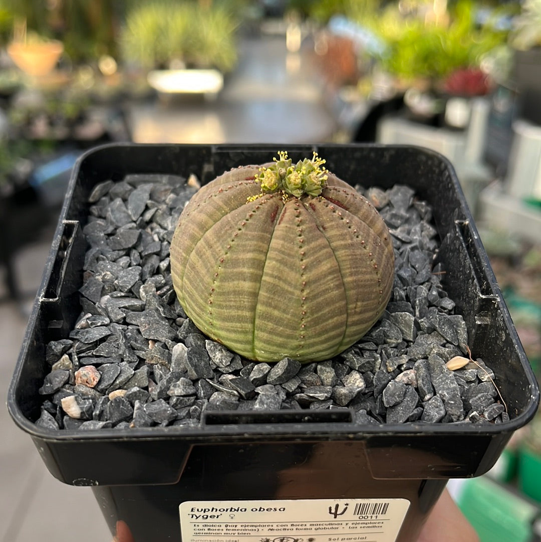 Euphorbia obese ♀ &amp; ♂