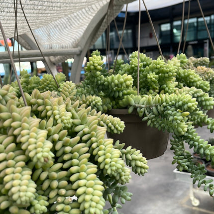 Sedum morganianum cv. 'Hanging' Burrito