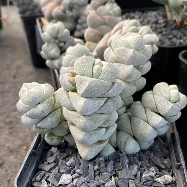 Crassula-Betrüger
