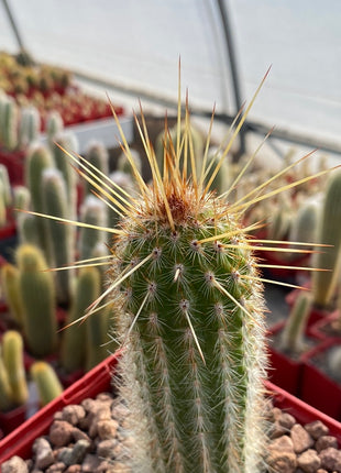 Espostoa mirabilis