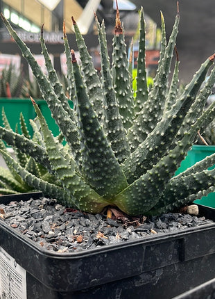 tulista pumila