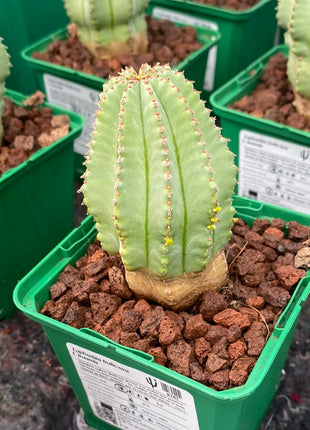 Euphorbia fruticosa f. inermis