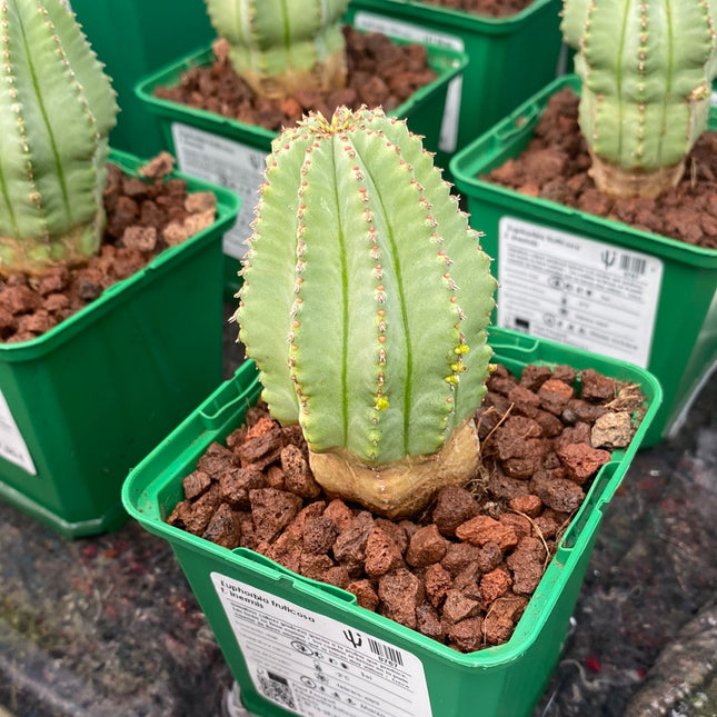 Euphorbia fruticosa f. inermis