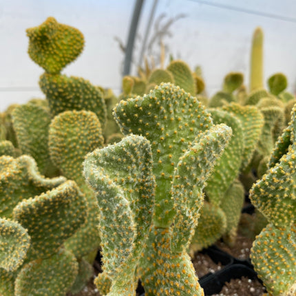 Opuntia microdasys f. cristata