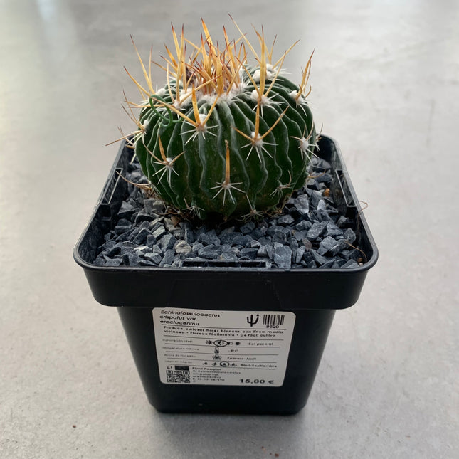 Echinofossulocactus crispatus var. erectocentrus