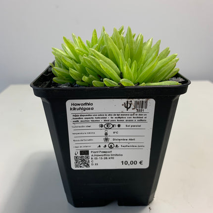 Haworthia 'Kikuhigasa'