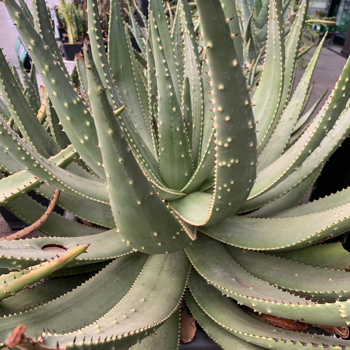Aloe aculeata XXL