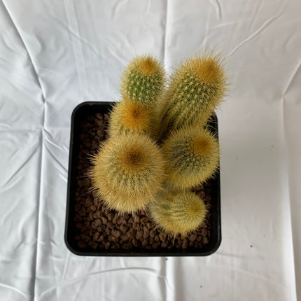 Pilosocereus chrysostele