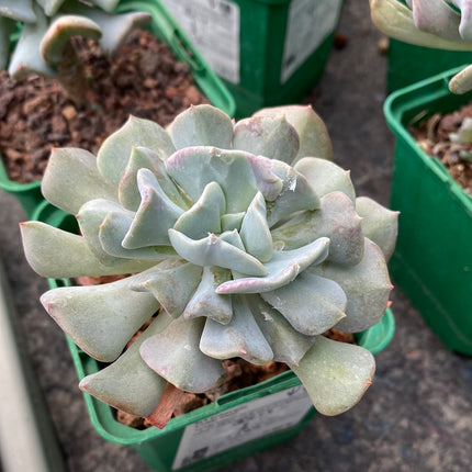 Echeveria 'Cubic Frost'
