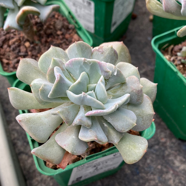 Echeveria 'Cubic Frost'