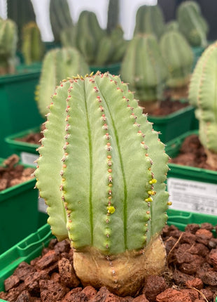Euphorbia fruticosa f. inermis