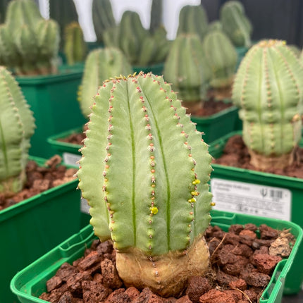 Euphorbia fruticosa f. inermis