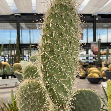 Opuntia pilifera