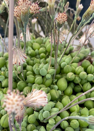 Curio rowleyanus “Rosario” (Ex. Senecio rowleyanus)