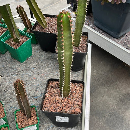 Euphorbia canariensis