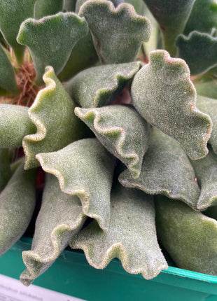 Adromischus cristatus