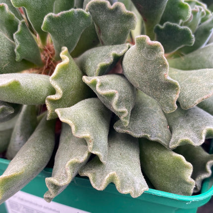 Adromischus cristatus