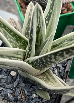x Gasteraloe ‘Green Ice’