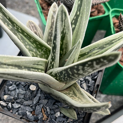 x Gasteraloe 'Green Ice'