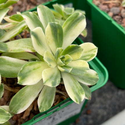 Aeonium Castello-Paivae