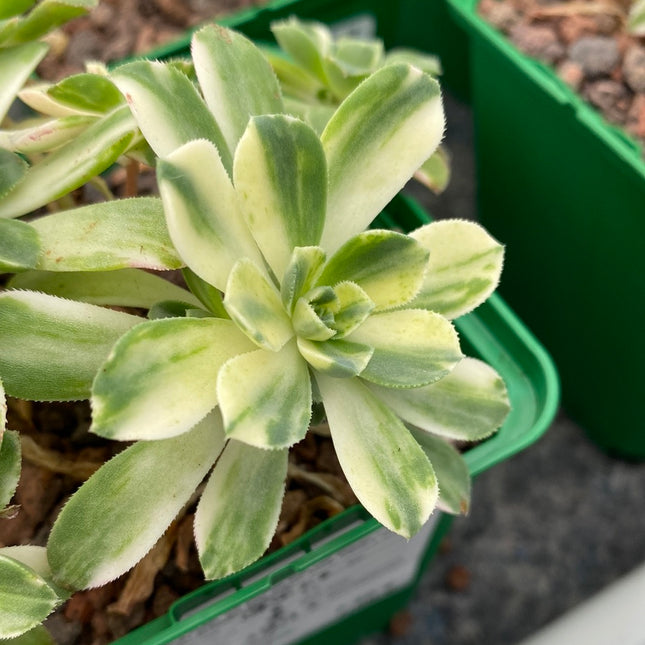 Aeonium Castello-Paivae