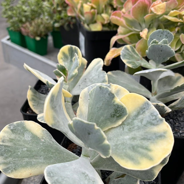 Cotyledon orbiculata var. orbiculata