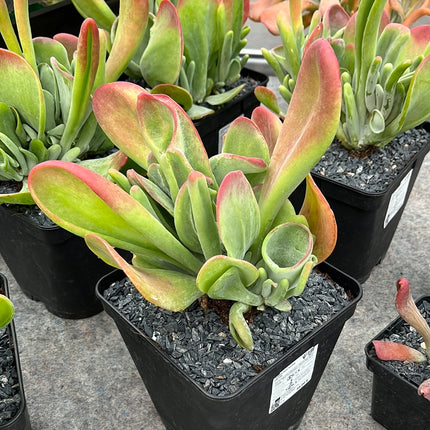 Kalanchoe oricula