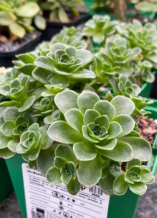 Aeonium dodrantale