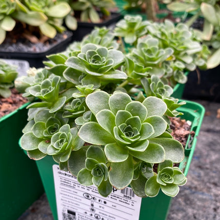 Aeonium dodrantale