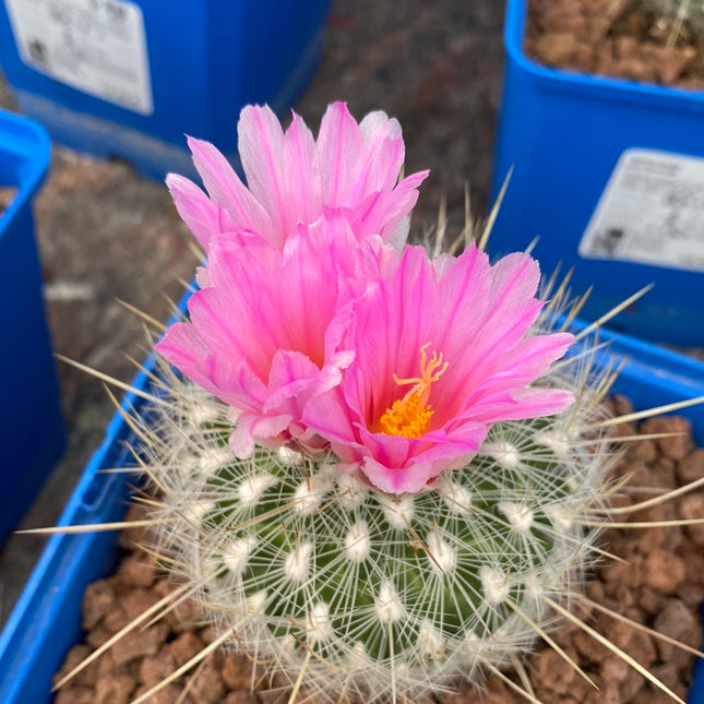 Thelocactus macdowellii