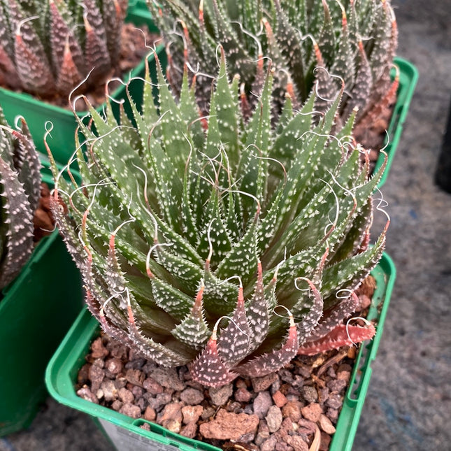 Aristaloe aristata