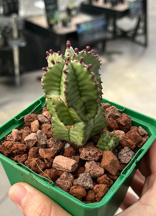 Euphorbia polygona var. anoply