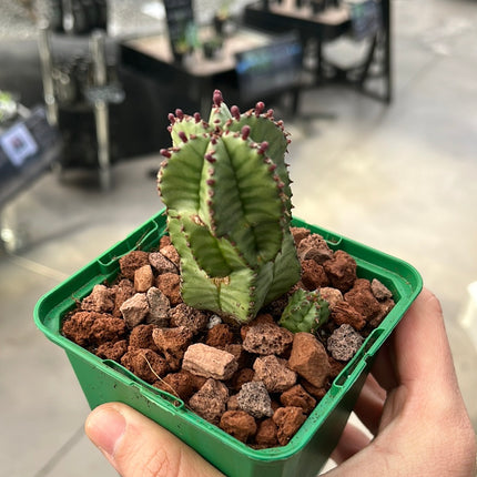 Euphorbia poligona var. anoply