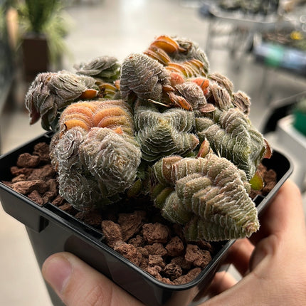 Crassula setulosa var. setulose