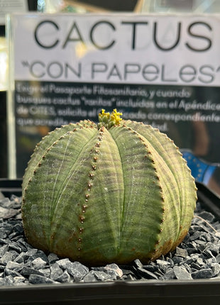 Euphorbia fettleibig ♀ &amp; ♂