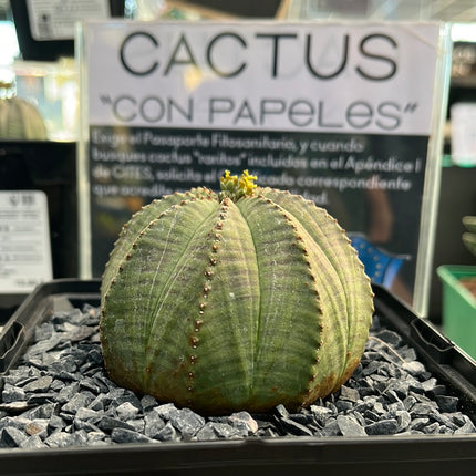 Euphorbia obese ♀ &amp; ♂