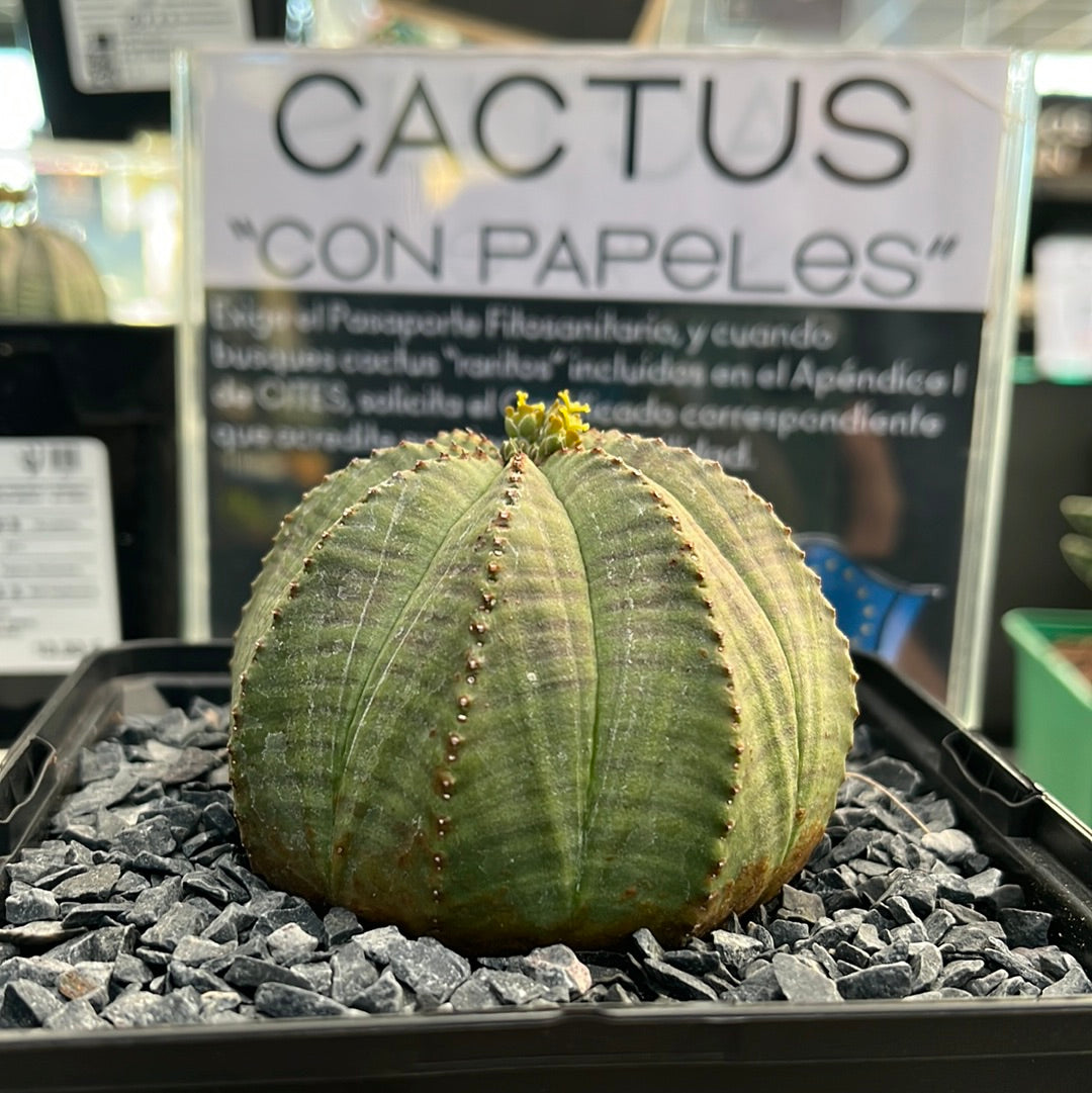 Euphorbia obesa  ♀ & ♂