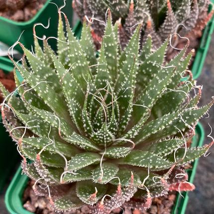 Aristaloe aristata