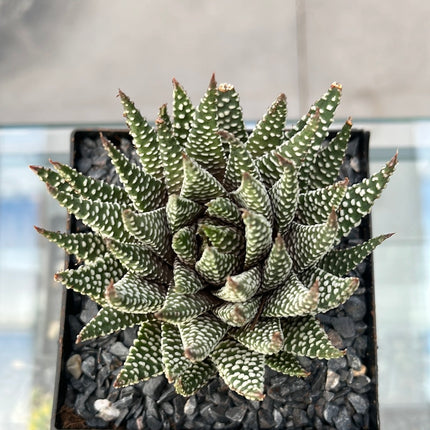 Tulista pumilla 'Royal Albert'