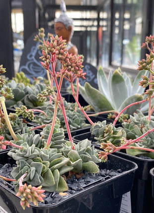 Crassula „Coralita“