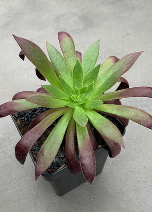 Aeonium „Schwarze Magie“